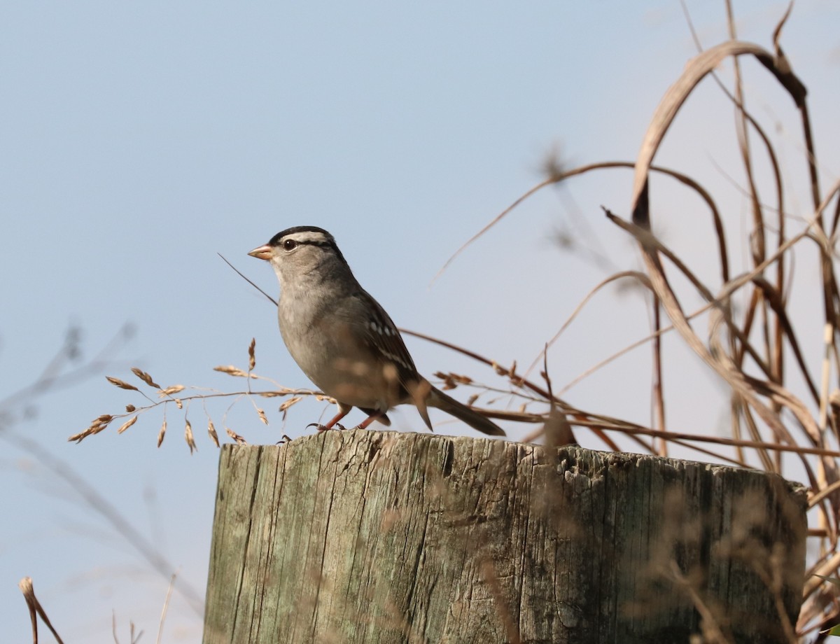 White-crowned Sparrow - ML645819961