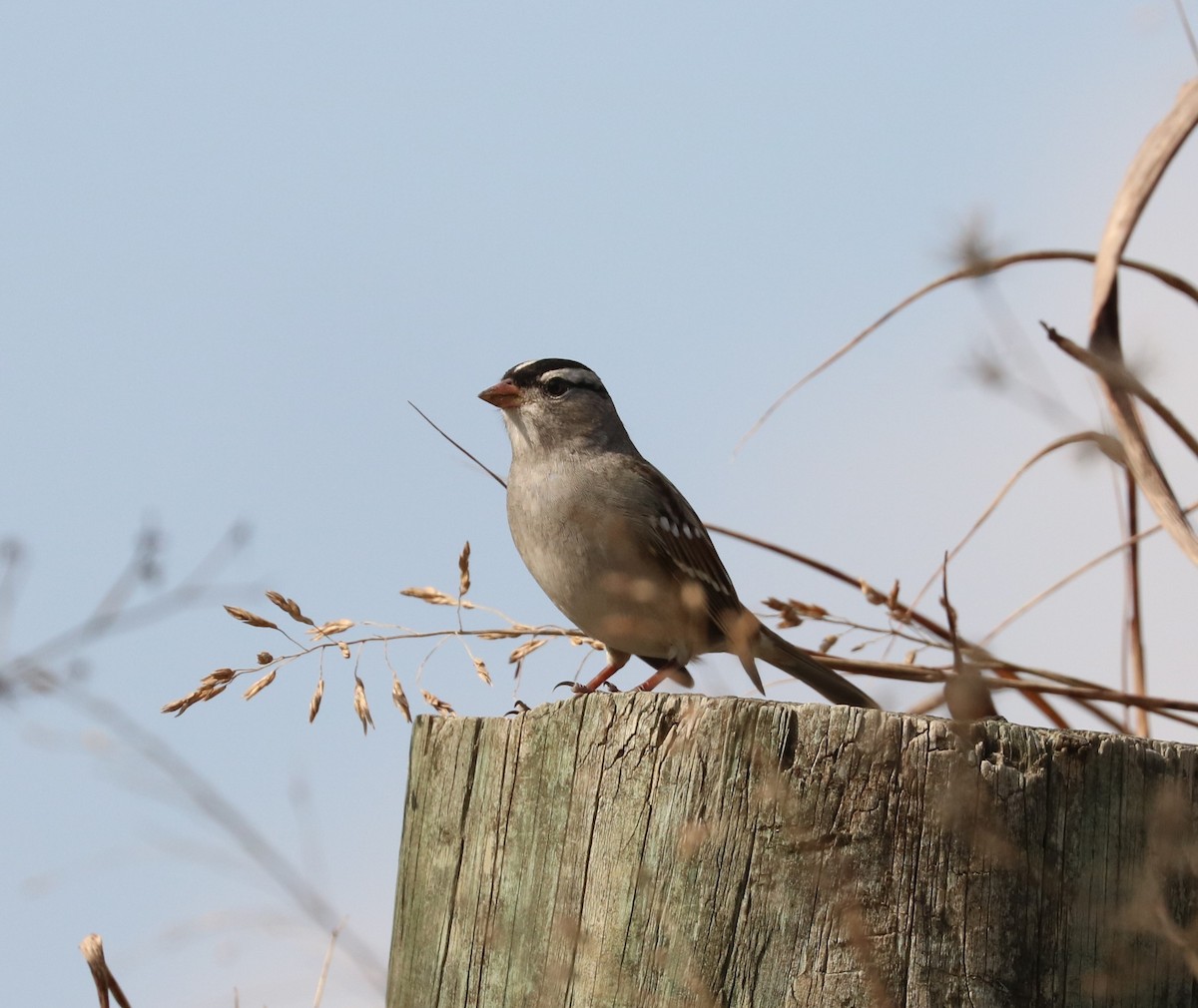 White-crowned Sparrow - ML645819962