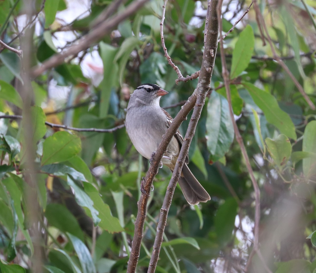 White-crowned Sparrow - ML645819963