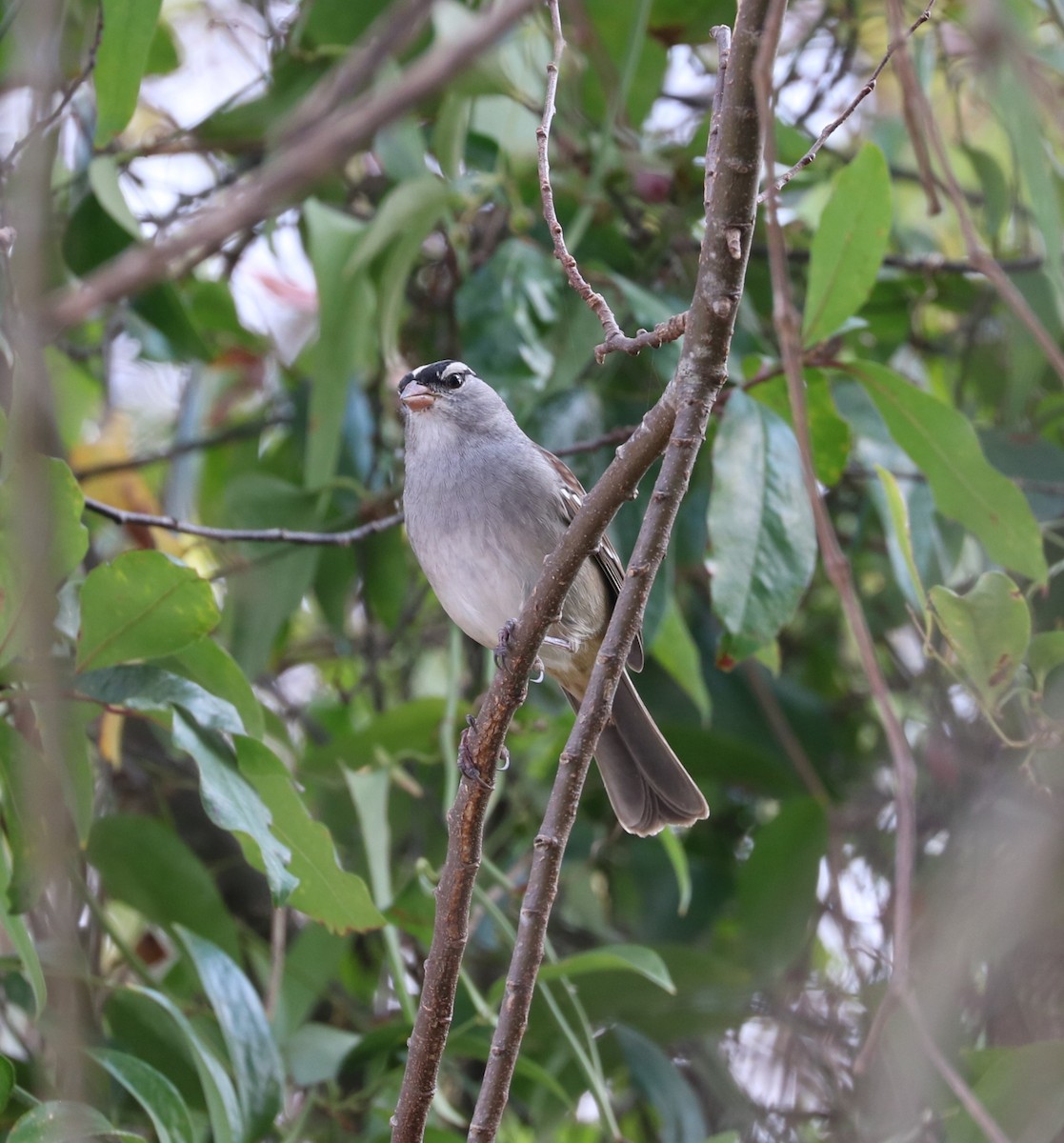 White-crowned Sparrow - ML645819964