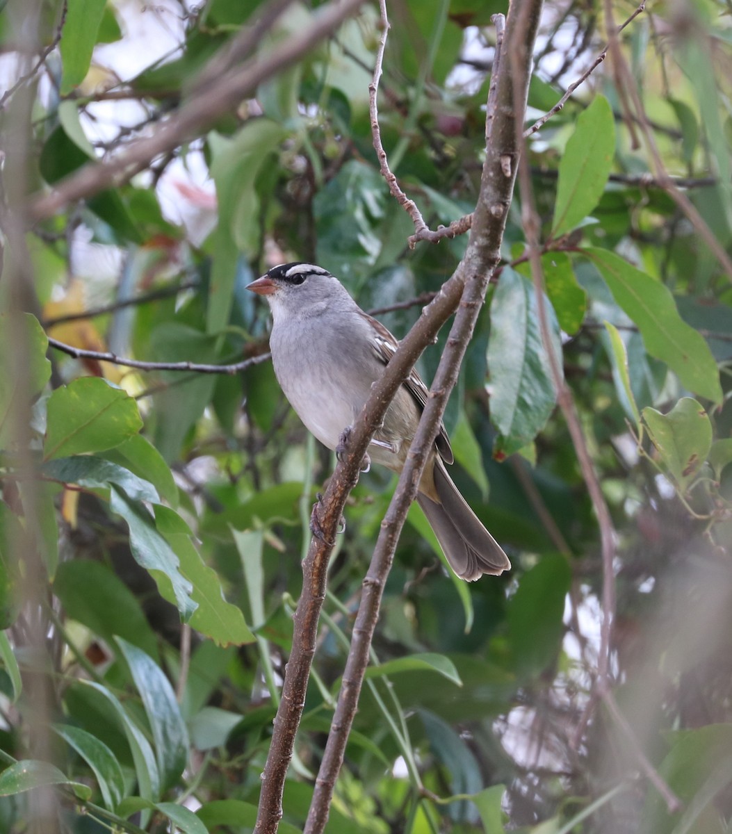 White-crowned Sparrow - ML645819965