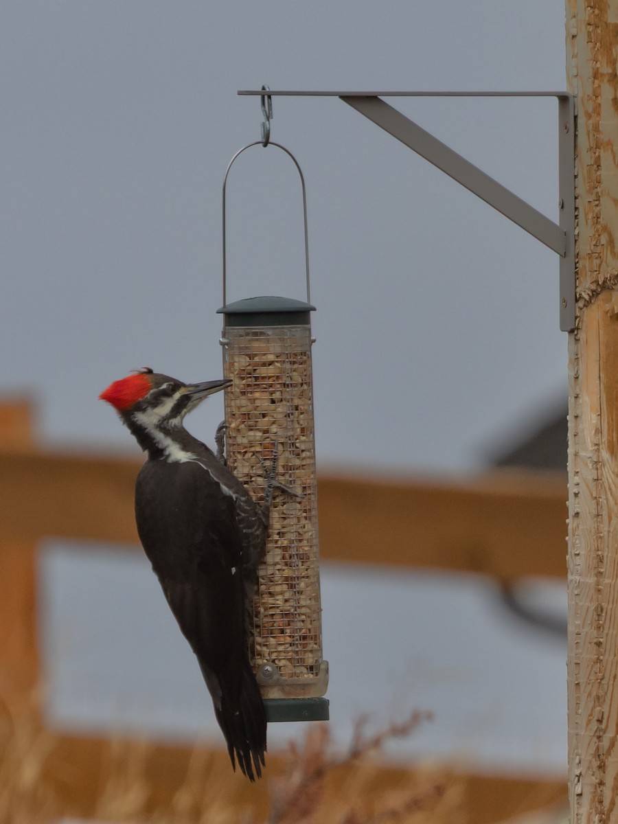 Жовна північна - ML645819966