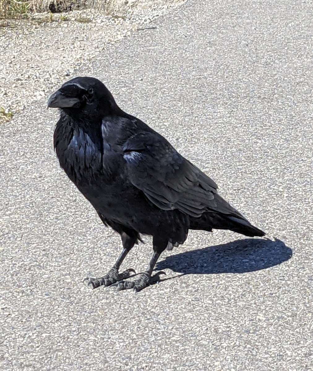 Corvo imperiale - ML645819972