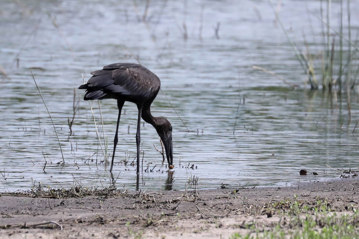 Matxardamoko beltza - ML645819973