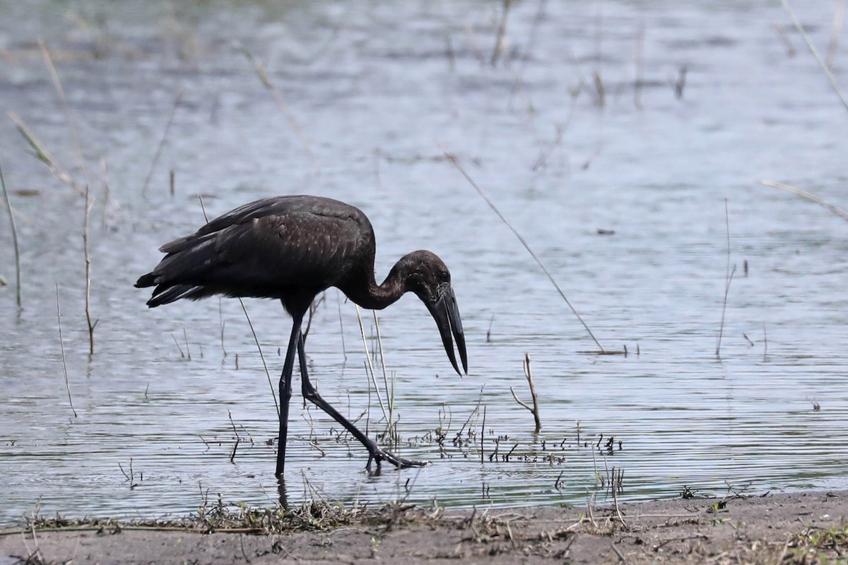 Matxardamoko beltza - ML645819974