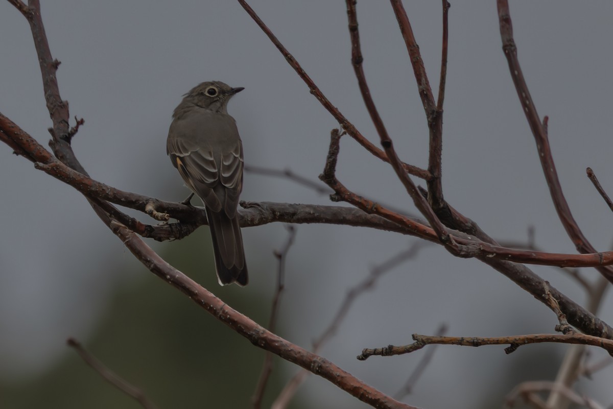 Townsend's Solitaire - ML645819975