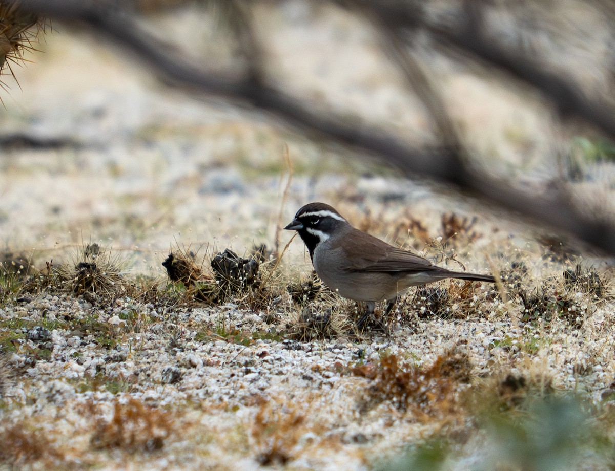 Black-throated Sparrow - ML645819976