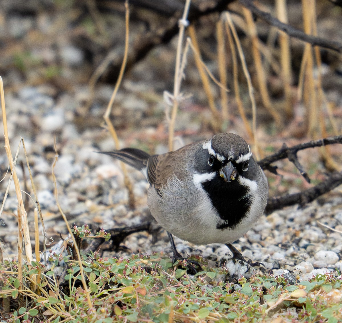 Black-throated Sparrow - ML645819977