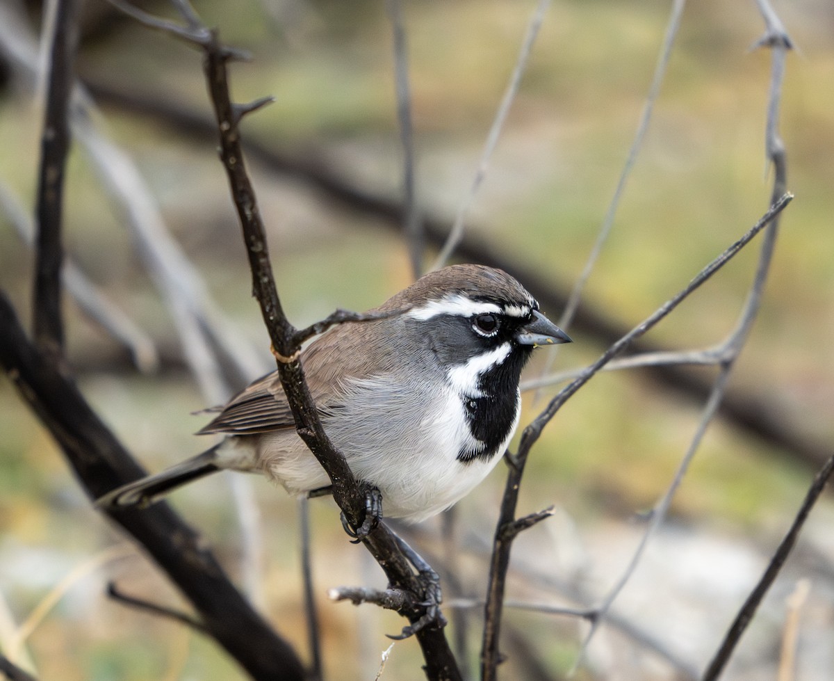 Black-throated Sparrow - ML645819978