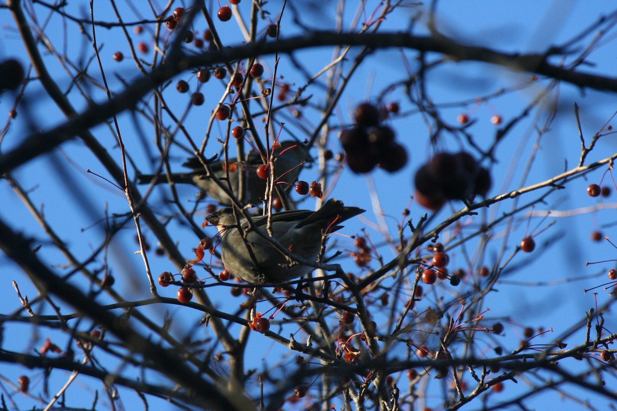 ギンザンマシコ - ML645819979