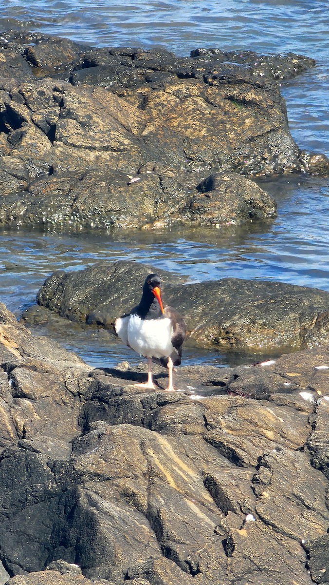 American Oystercatcher - ML645819980