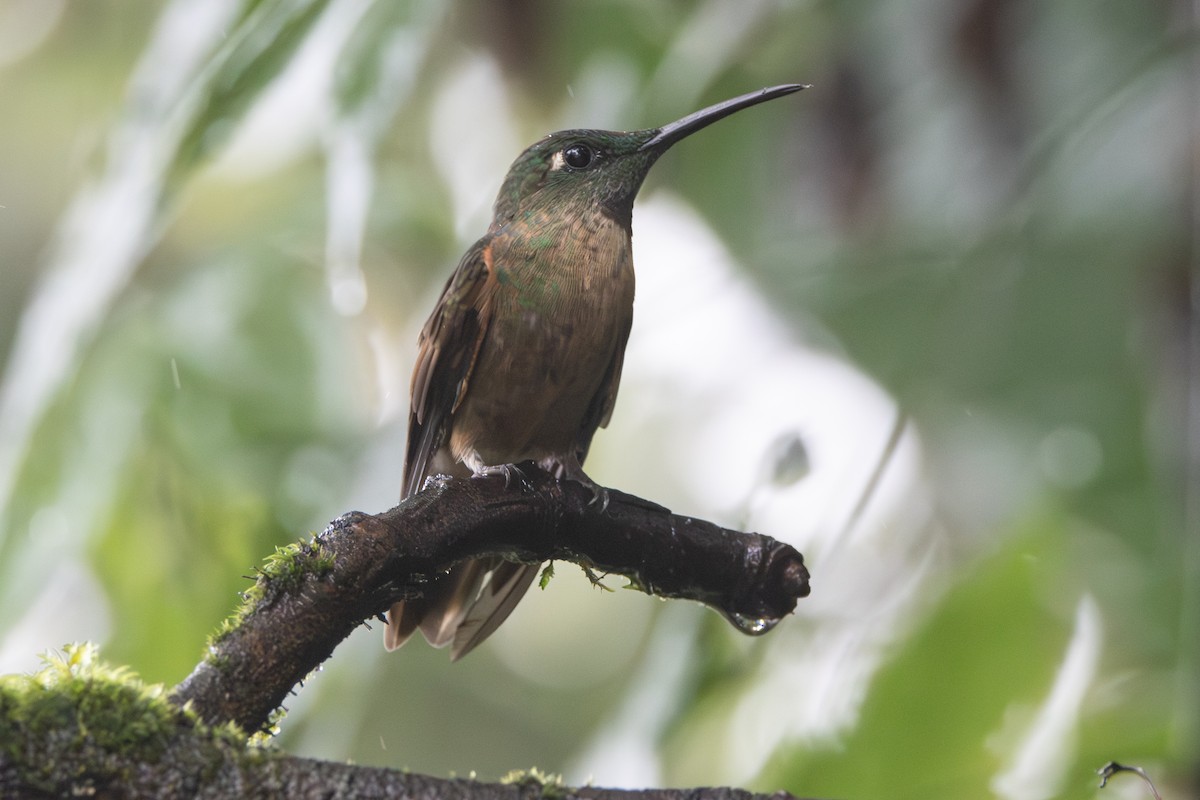 チャムネテリハチドリ - ML645819983