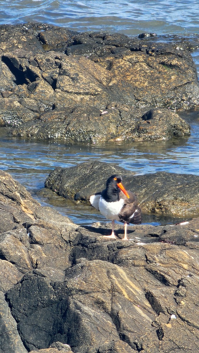 American Oystercatcher - ML645819985
