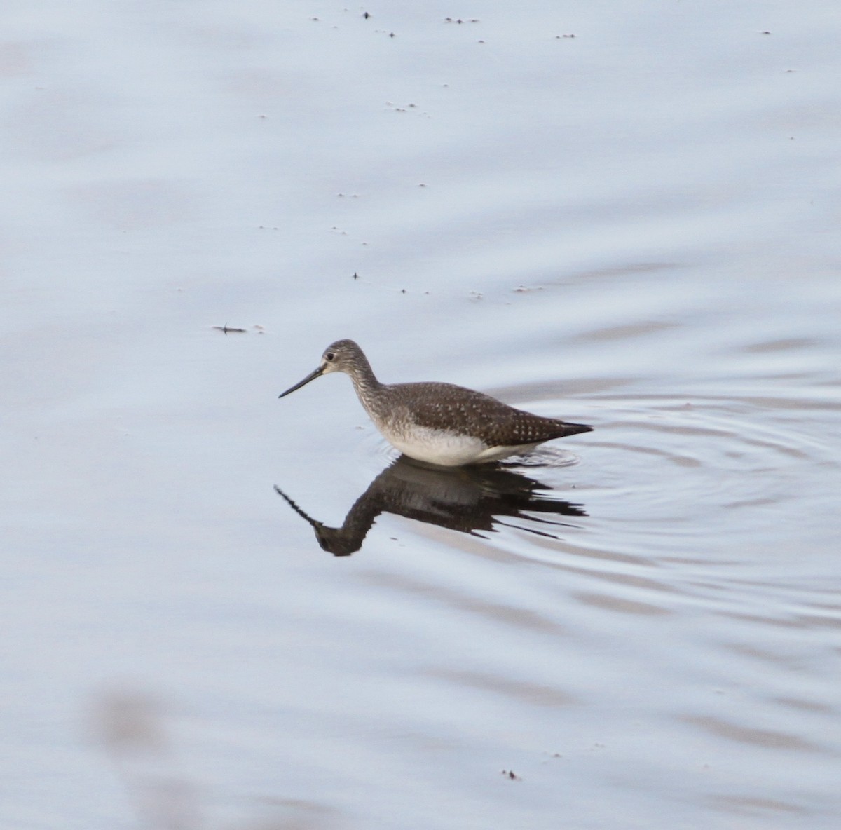 Greater Yellowlegs - ML645819987