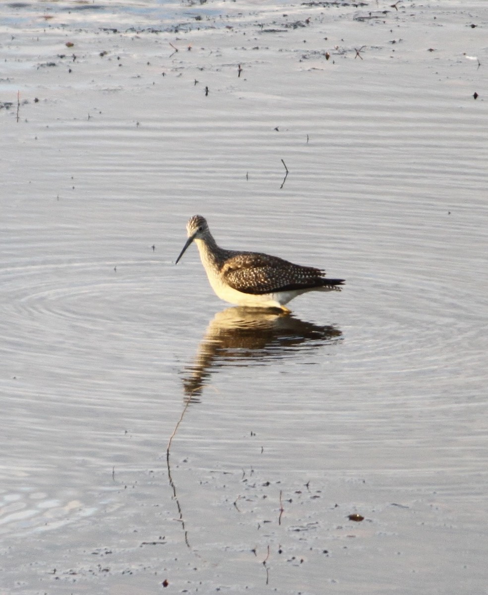 Greater Yellowlegs - ML645819988