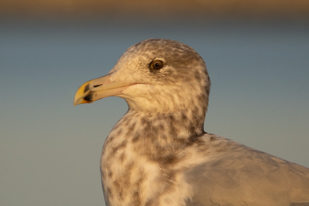 American Herring Gull - ML645819991