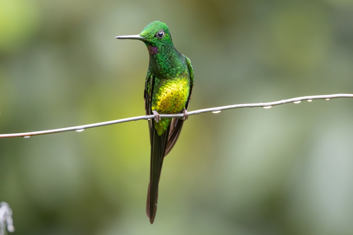 Empress Brilliant - ML645819995