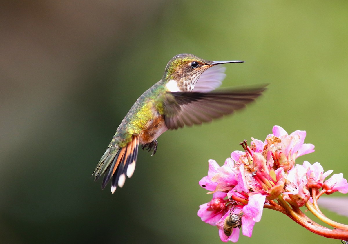 Volcano Hummingbird - ML645819997