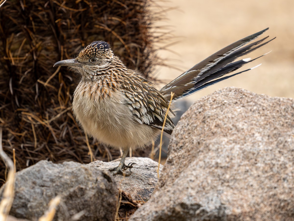 Greater Roadrunner - ML645820000