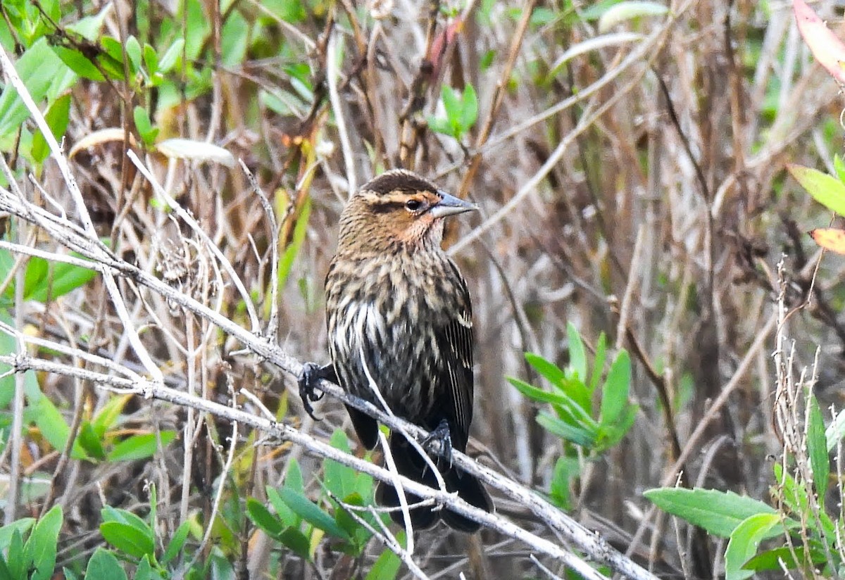 Red-winged Blackbird - ML645820004