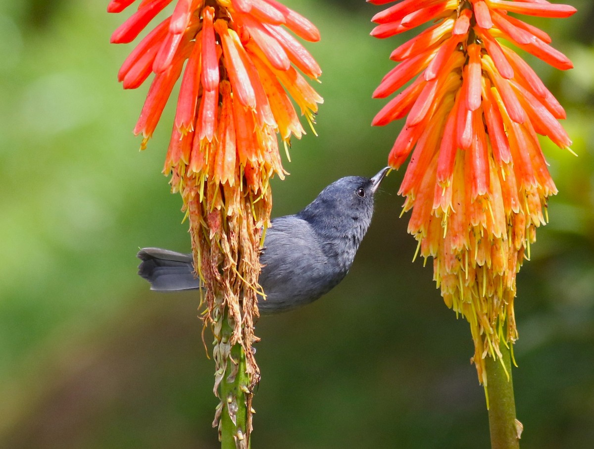 Slaty Flowerpiercer - ML645820006