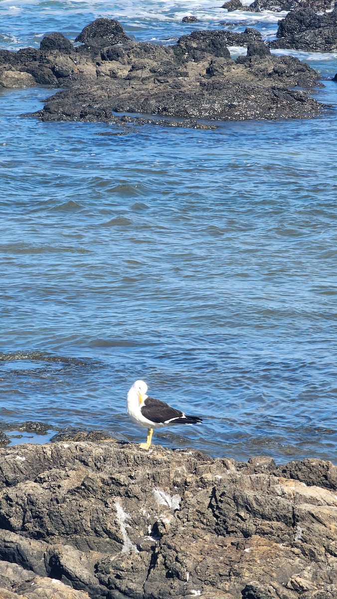 Kelp Gull - ML645820007