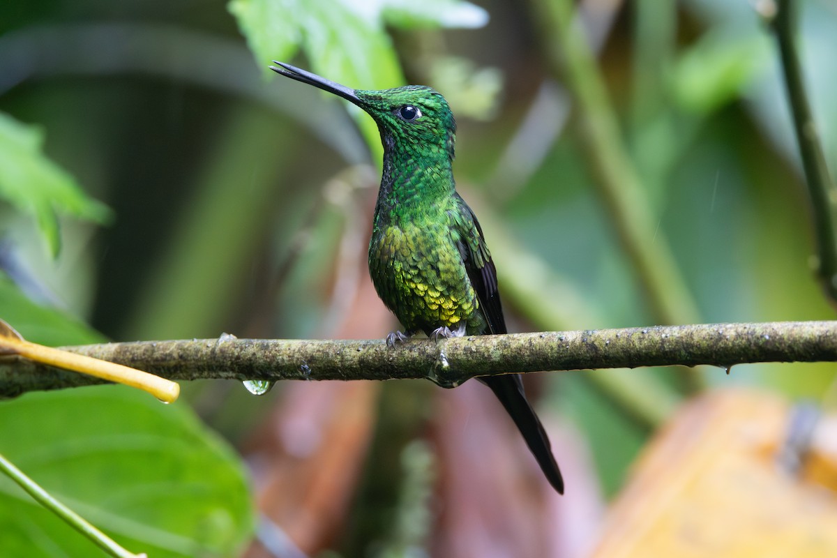 Empress Brilliant - ML645820008