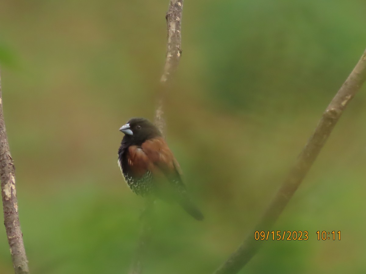 クロシチホウ - ML645820013