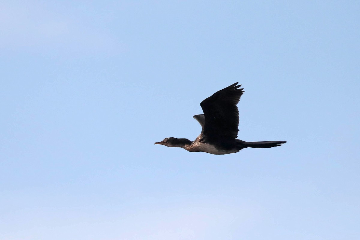 kormorán dlouhoocasý - ML645820020