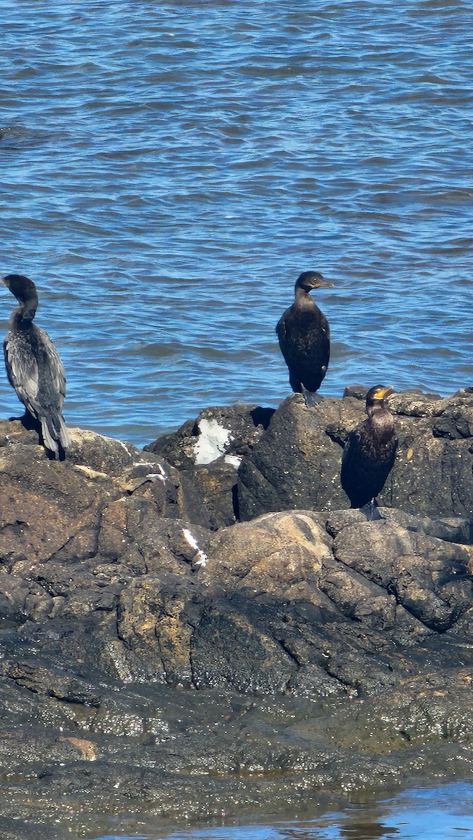 Neotropic Cormorant - ML645820021