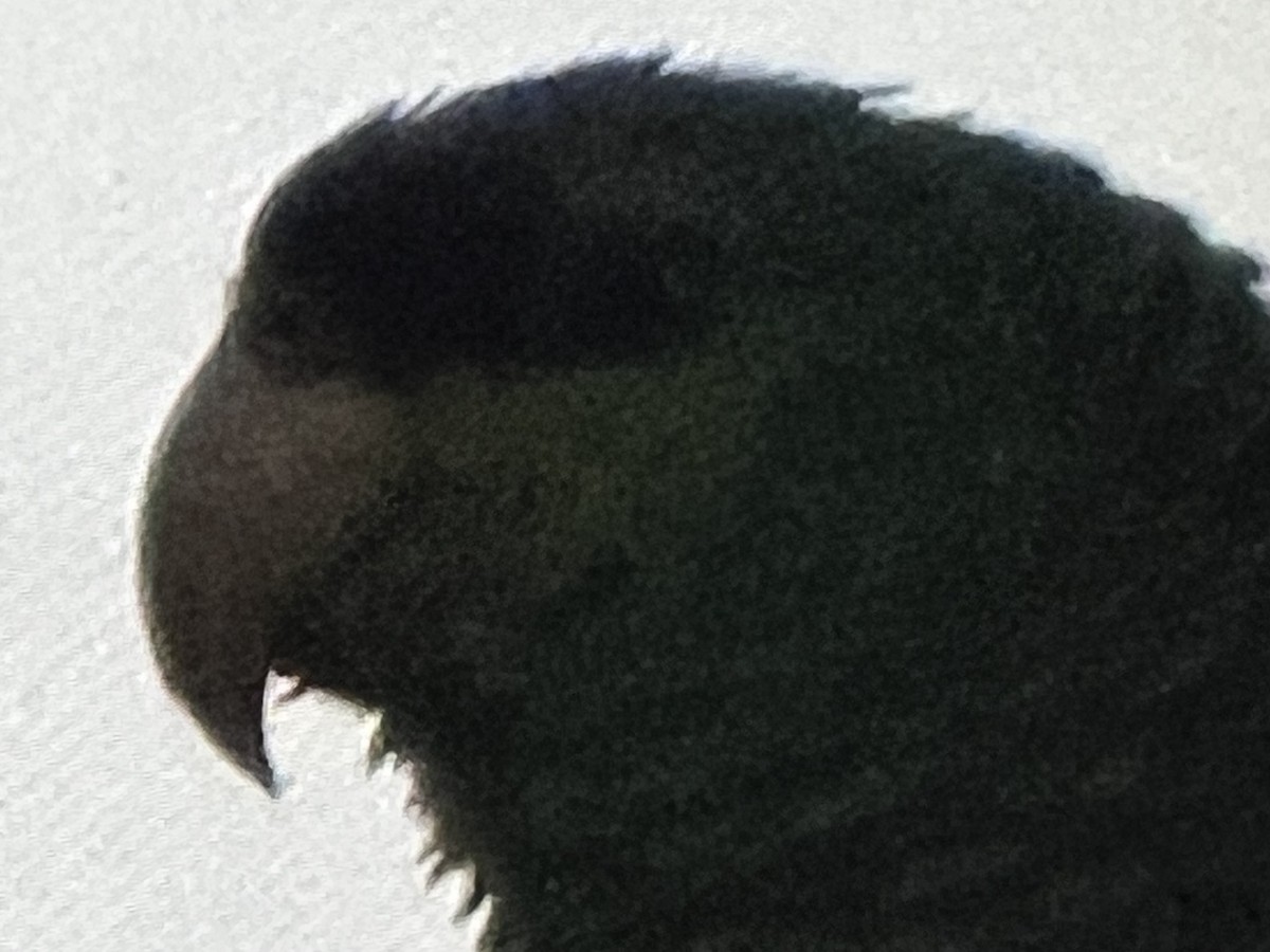 Lilac-crowned Amazon - ML645820023