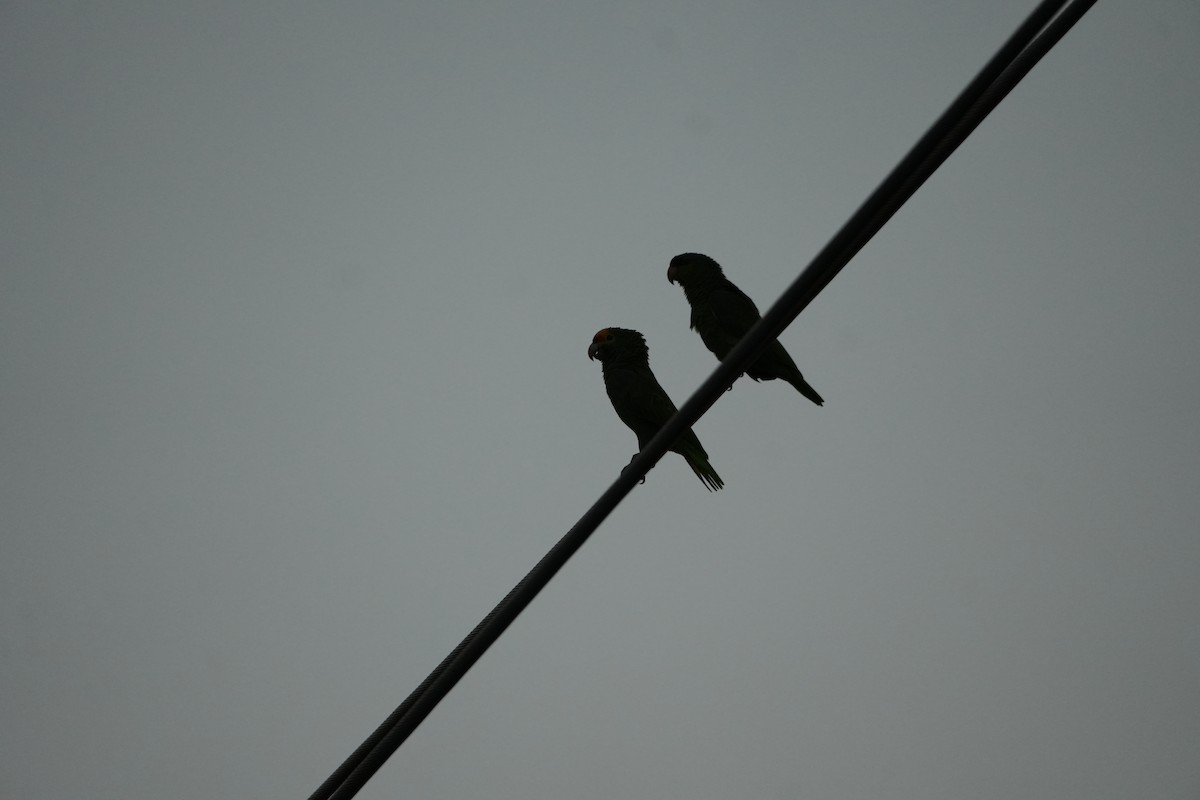 Lilac-crowned Amazon - ML645820025