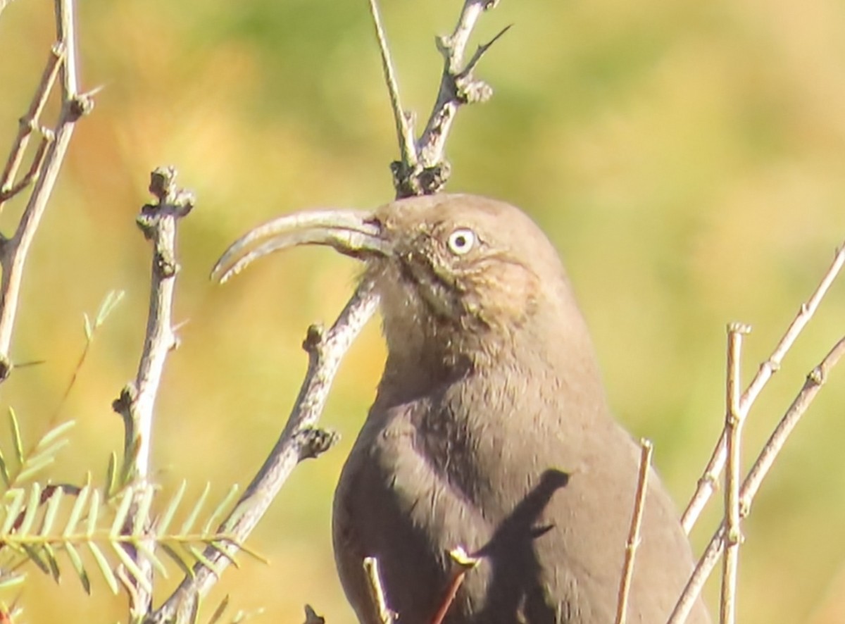 Crissal Thrasher - ML645820035