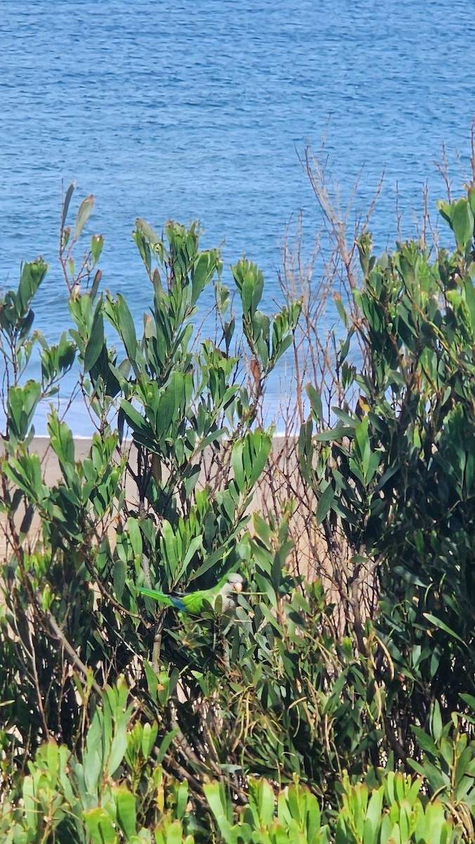 Papagai bulargrisa - ML645820043