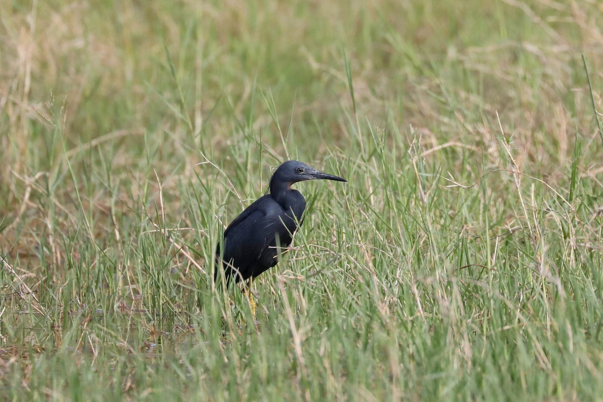 Slaty Egret - ML645820052