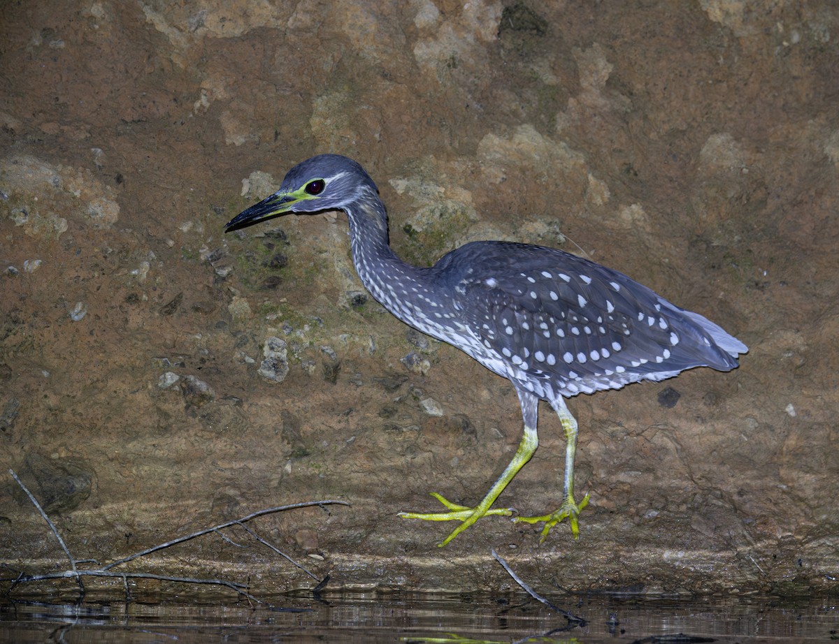 White-eared Night Heron - ML645820063