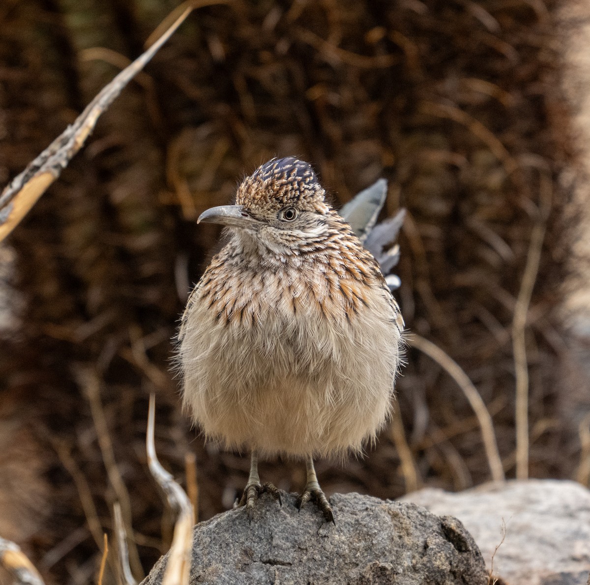 Greater Roadrunner - ML645820065