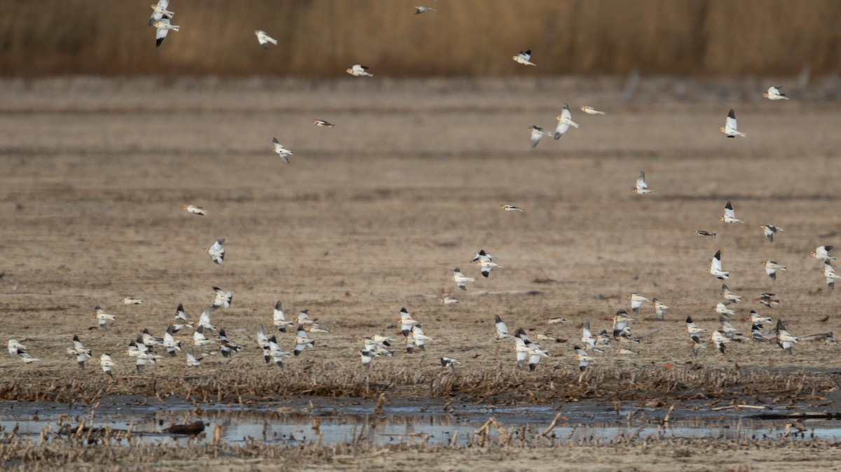 Zigolo delle nevi - ML645820074