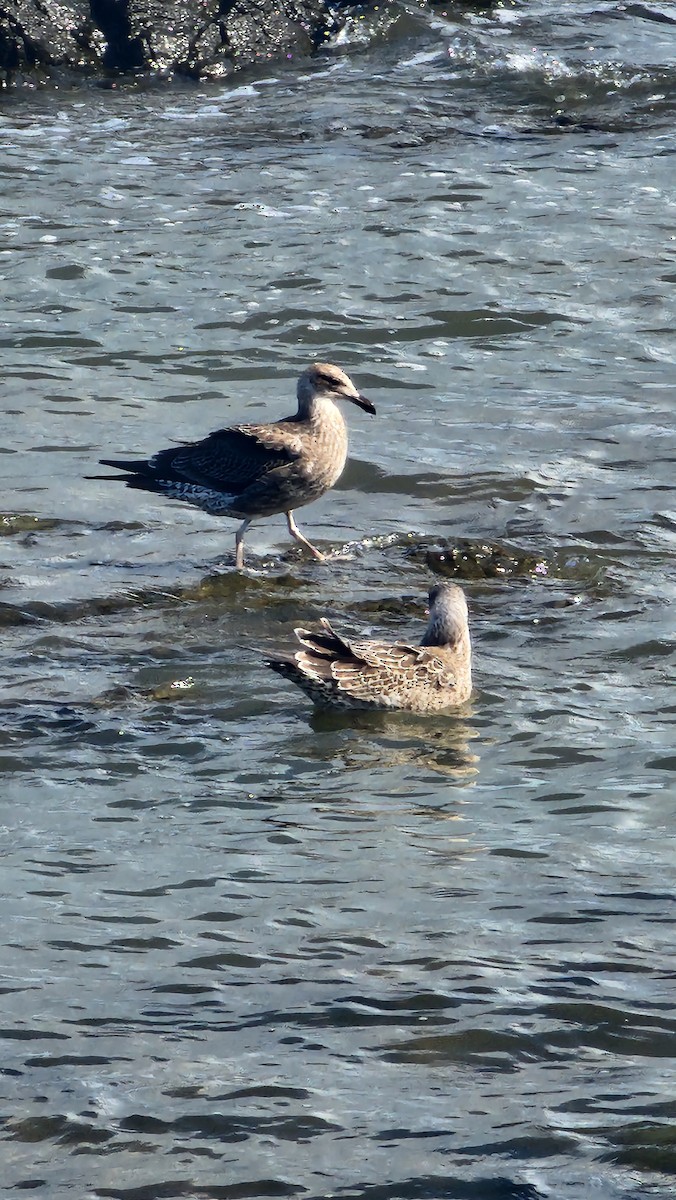 Kelp Gull - ML645820075