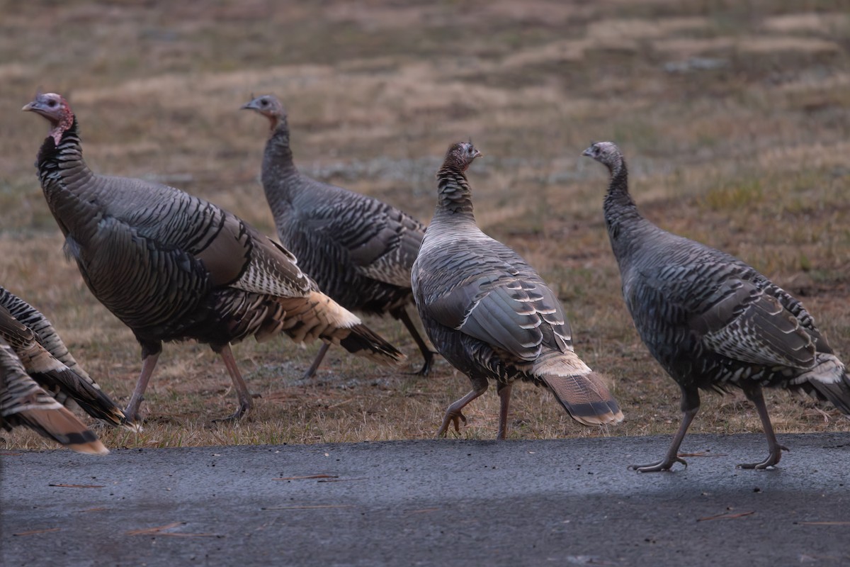Wild Turkey - ML645820088