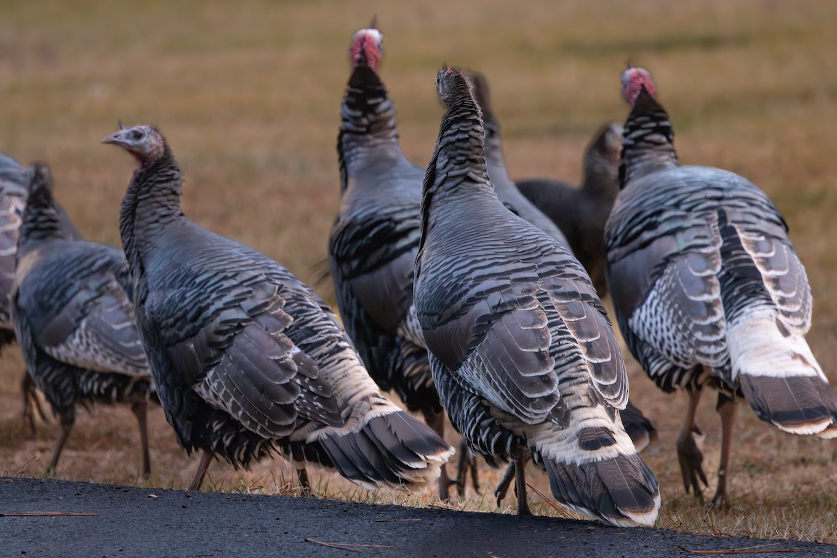Wild Turkey - ML645820089