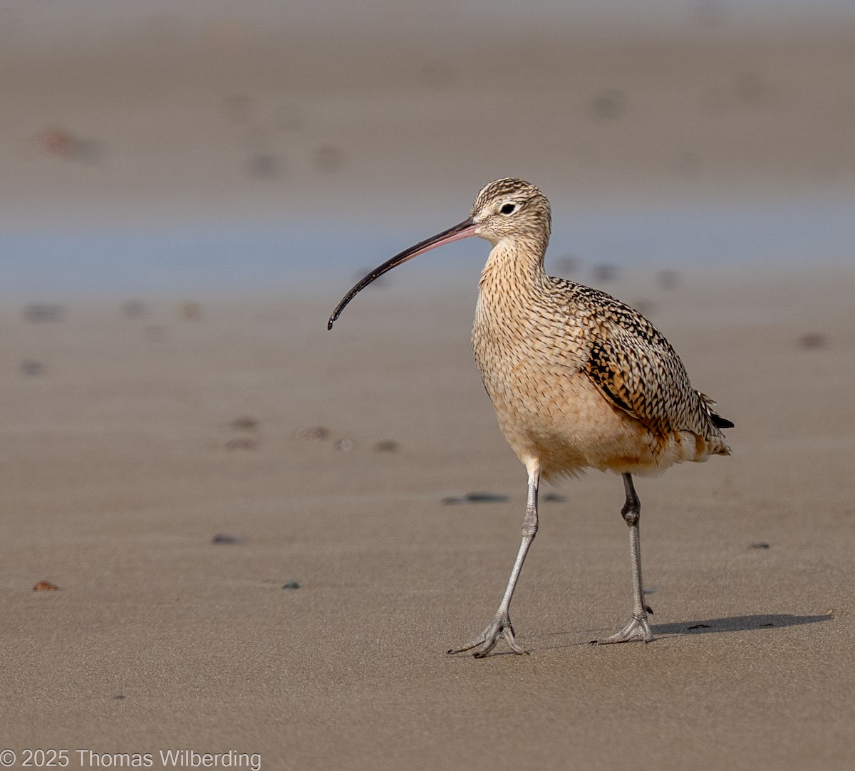 Кульон американський - ML645820093