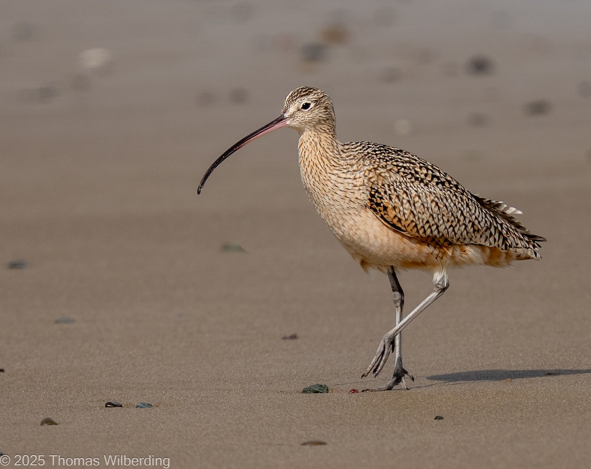 Кульон американський - ML645820094