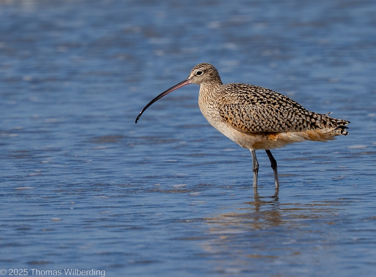 Кульон американський - ML645820095