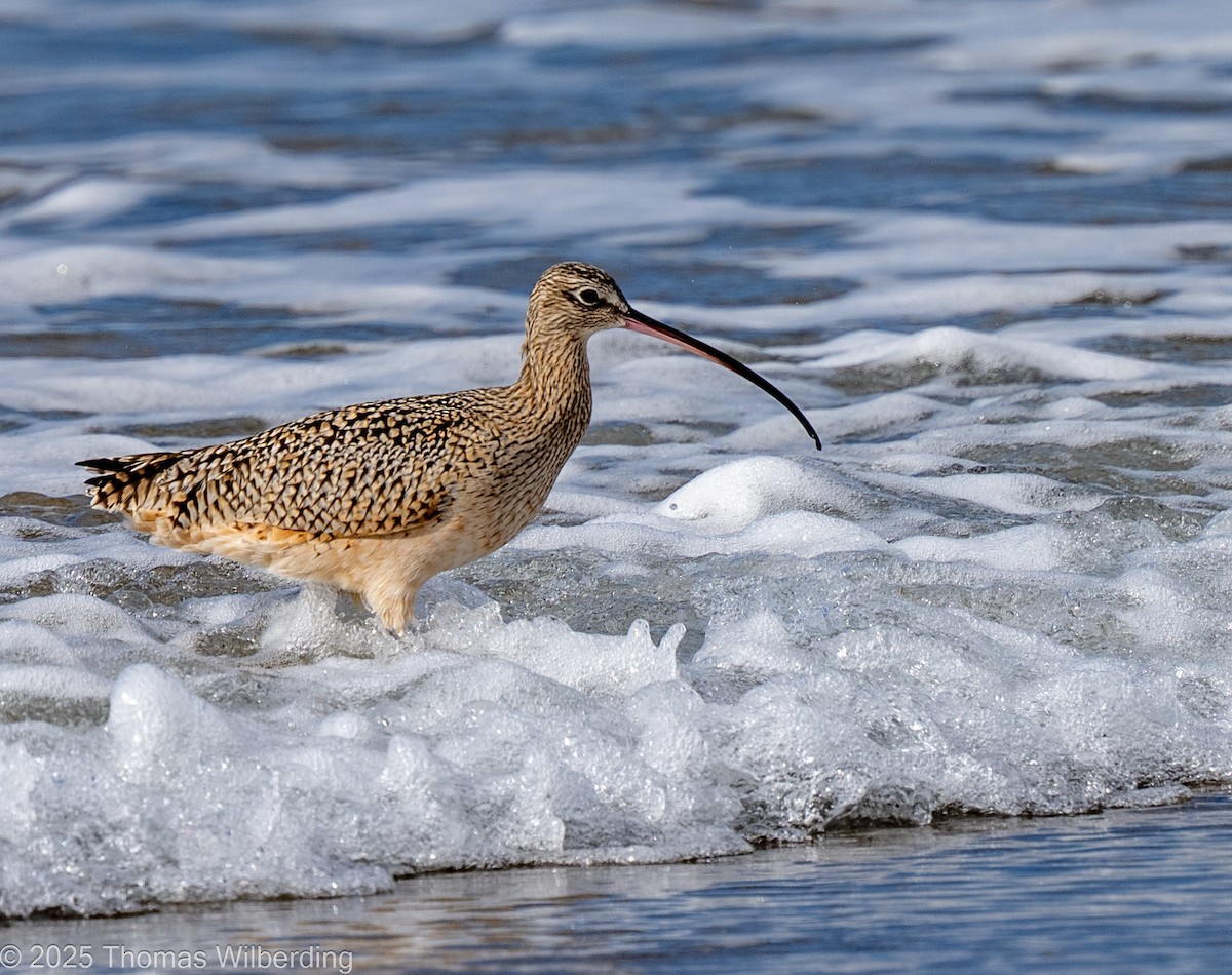 Кульон американський - ML645820096