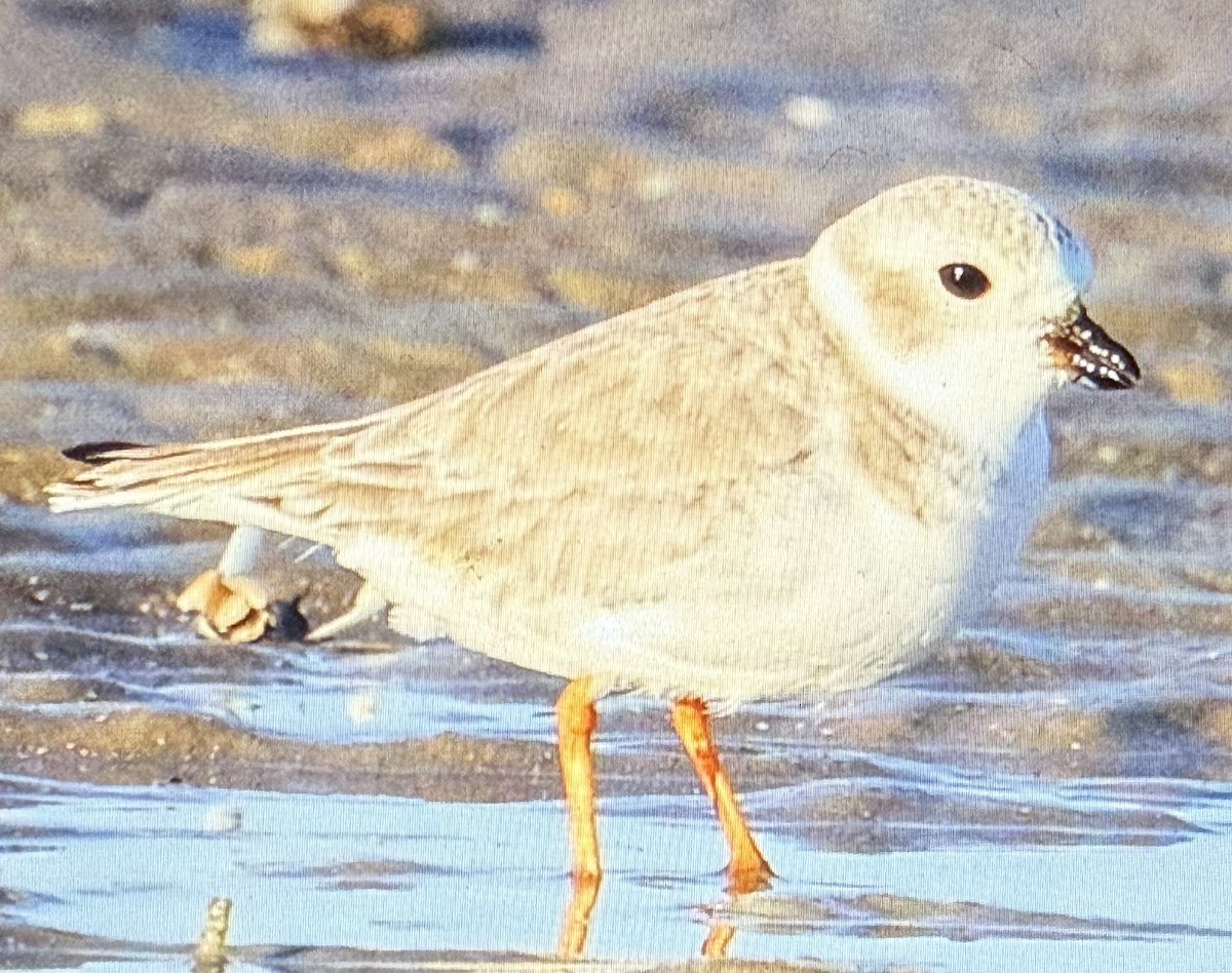 Piping Plover - ML645820097