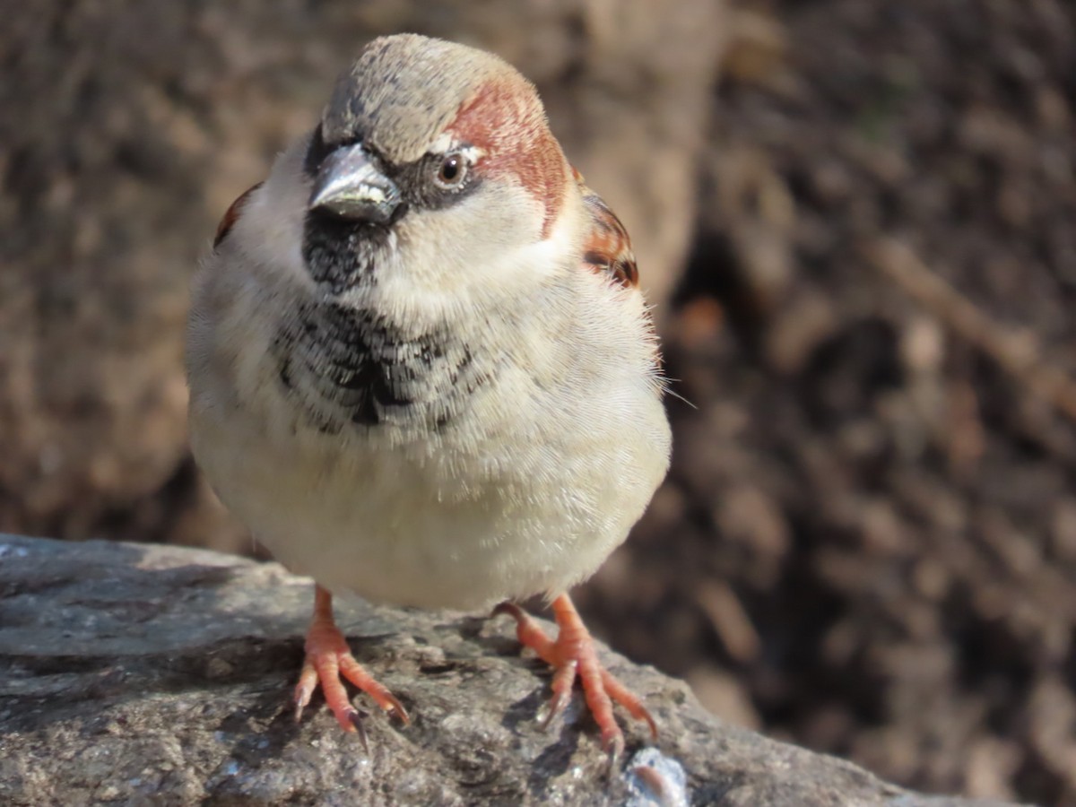 House Sparrow - ML645820107