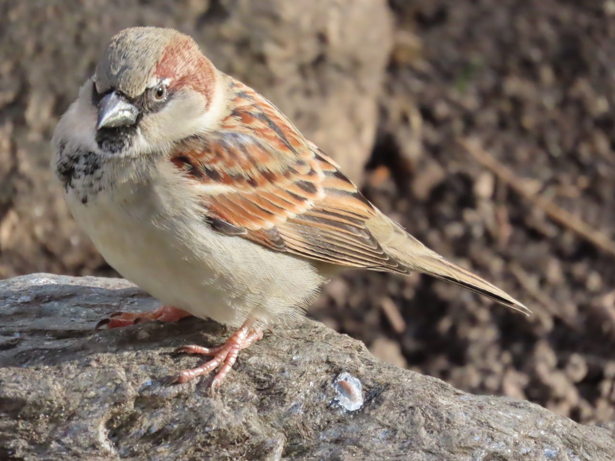 House Sparrow - ML645820108