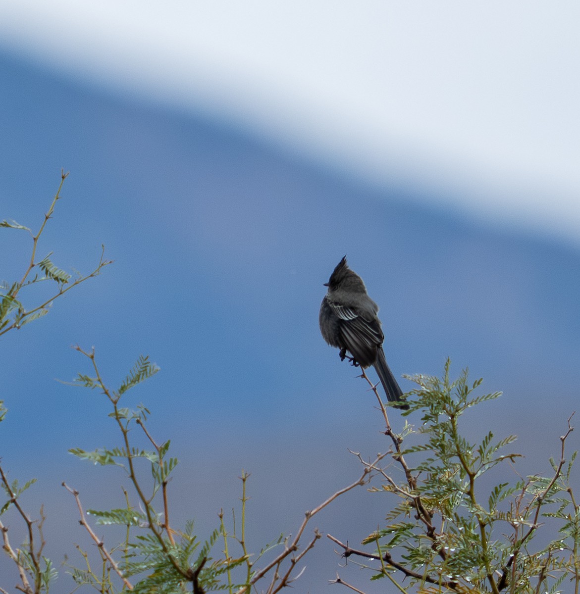 Phainopepla - ML645820111