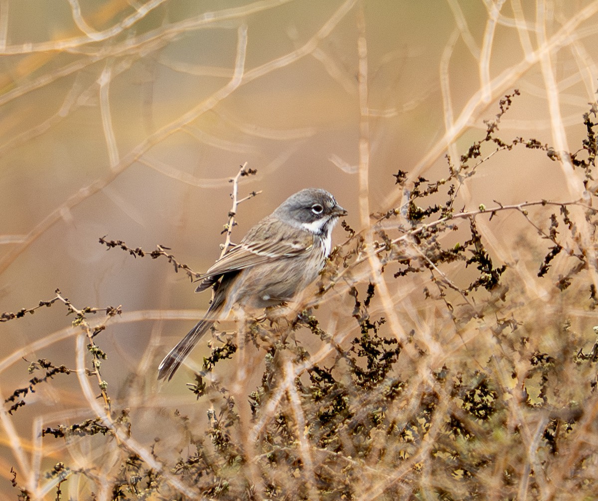 Bell's Sparrow - ML645820122